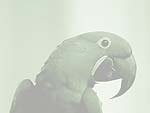 Macaw Parrot PowerPoint Background