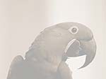 Macaw Parrot PowerPoint Background