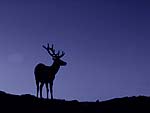 Elk PowerPoint Background