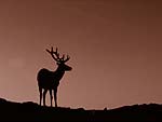 Elk PowerPoint Background