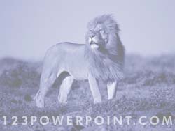 Lion powerpoint background