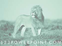 Lion powerpoint background