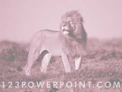 Lion powerpoint background