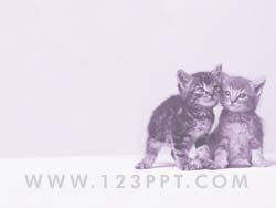 Cat Kittens powerpoint background