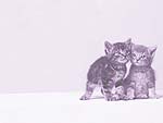 Cat Kittens PowerPoint Background
