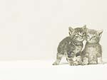 Cat Kittens PowerPoint Background