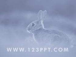 A Rabbit in the Wild powerpoint background