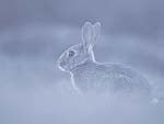 A Rabbit in the Wild PowerPoint Background