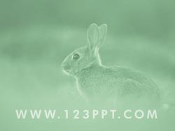 A Rabbit in the Wild powerpoint background