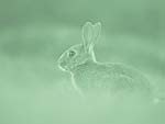 A Rabbit in the Wild PowerPoint Background