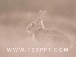 A Rabbit in the Wild powerpoint background