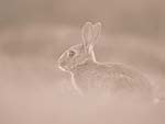 A Rabbit in the Wild PowerPoint Background