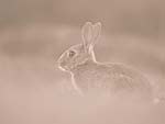 A Rabbit in the Wild PowerPoint Background