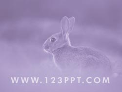 A Rabbit in the Wild powerpoint background