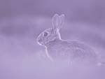 A Rabbit in the Wild PowerPoint Background