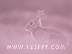 A Rabbit in the Wild powerpoint background