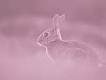 A Rabbit in the Wild PowerPoint Background