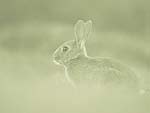 A Rabbit in the Wild PowerPoint Background