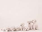 Puppy Dogs PowerPoint Background