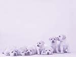 Puppy Dogs PowerPoint Background