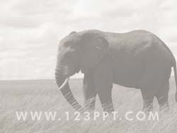 Elephant powerpoint background
