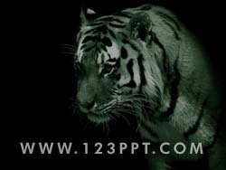 Tiger powerpoint background
