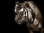 Tiger PowerPoint Background