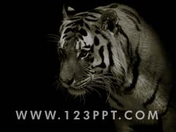 Tiger powerpoint background
