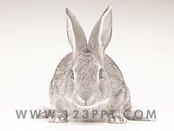 Rabbit powerpoint background