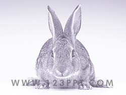 Rabbit powerpoint background