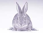 Rabbit PowerPoint Background