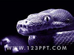 Snake powerpoint background