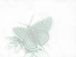 Butterfly PowerPoint Background