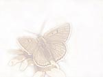 Butterfly PowerPoint Background