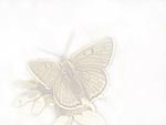 Butterfly PowerPoint Background