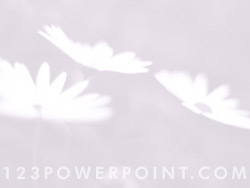 Flowers powerpoint background