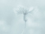 Corn Flower PowerPoint Background