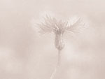 Corn Flower PowerPoint Background