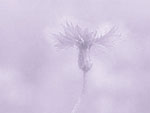 Corn Flower PowerPoint Background