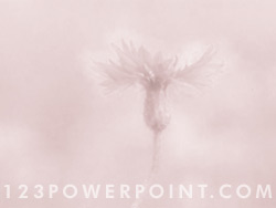 Corn Flower powerpoint background