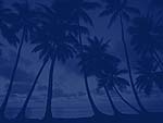 Palm Trees PowerPoint Background