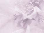 Orchids PowerPoint Background