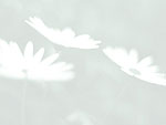 Flowers PowerPoint Background