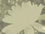 Chrysanthemum Flower PowerPoint Background