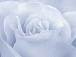 Rose Flower PowerPoint Background