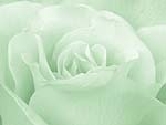 Rose Flower PowerPoint Background