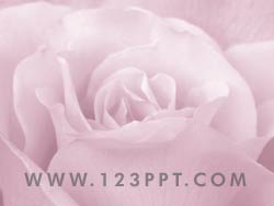 Rose Flower powerpoint background