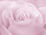 Rose Flower PowerPoint Background