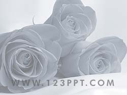 Roses powerpoint background
