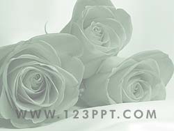 Roses powerpoint background